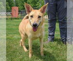 Small #3 Shiba Inu Mix