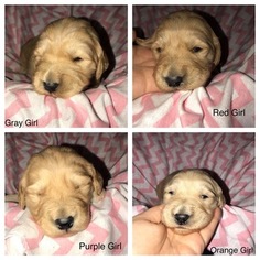 Goldendoodle Puppy for sale in SOMERSET, KY, USA