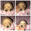 Small Photo #1 Goldendoodle Puppy For Sale in SOMERSET, KY, USA