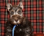 Small Photo #5 Schnauzer (Miniature) Puppy For Sale in CASSVILLE, MO, USA