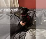 Small Labrador Retriever-Spaniel Mix