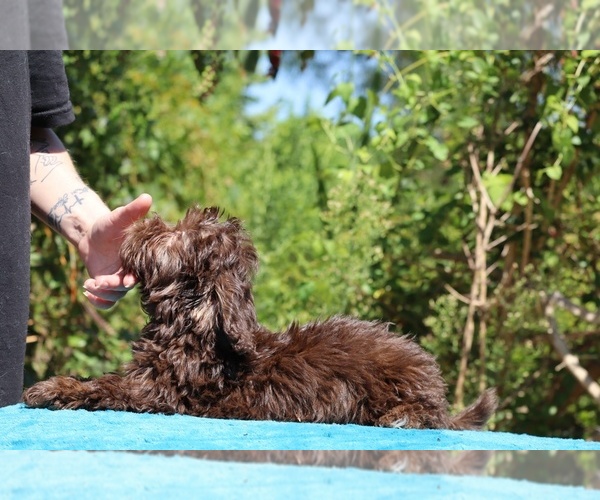 Medium Photo #31 ShihPoo Puppy For Sale in DYERSBURG, TN, USA