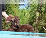 Small #30 ShihPoo