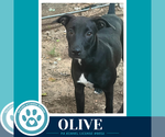 Small #2 Labrador Retriever Mix