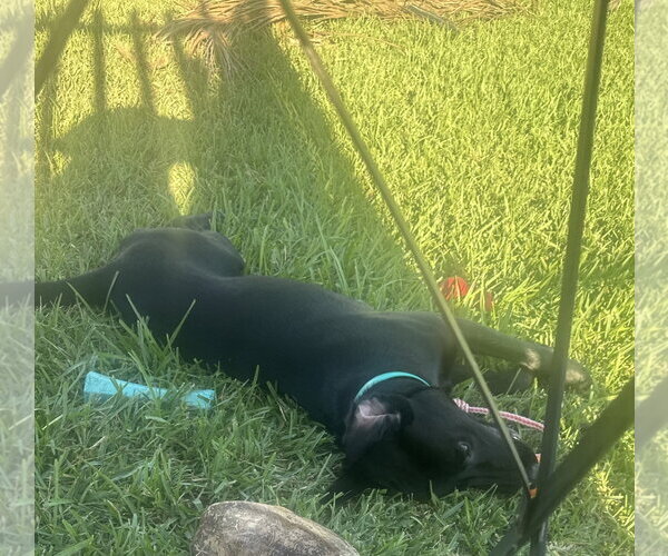 Medium Photo #3 Labmaraner Puppy For Sale in Miami, FL, USA