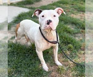 Mutt Dogs for adoption in Modesto, CA, USA