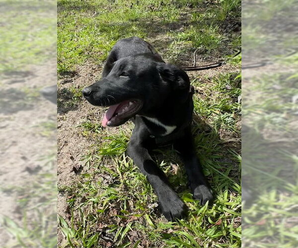Medium Photo #3 Labrador Retriever-Unknown Mix Puppy For Sale in Tarrytown, GA, USA
