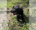 Small #2 Labrador Retriever Mix