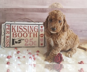 Irish Doodle Puppy for sale in CENTERVILLE, IN, USA