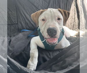 American Pit Bull Terrier-Unknown Mix Dogs for adoption in Cary, NC, USA