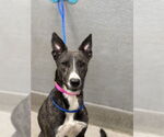 Small German Shepherd Dog Mix