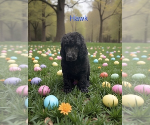 Medium Photo #3 Poodle (Standard) Puppy For Sale in COALGATE, OK, USA