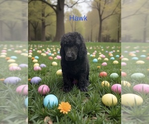 Medium Poodle (Standard)