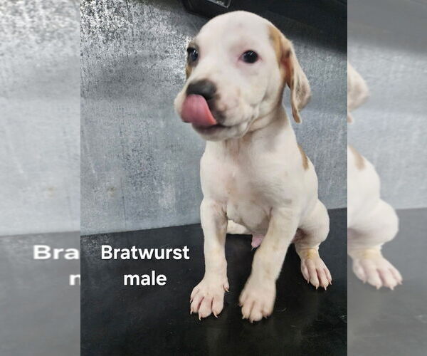 Medium Photo #1 Mutt Puppy For Sale in Evansville, IN, USA