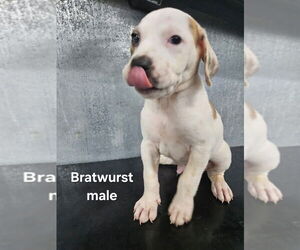 Mutt Dogs for adoption in Evansville, IN, USA