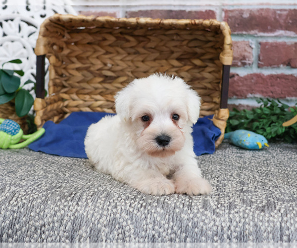 Medium Photo #29 Schnauzer (Miniature) Puppy For Sale in SYRACUSE, IN, USA