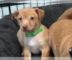 Chihuahua-Unknown Mix Dogs for adoption in Andover, MN, USA