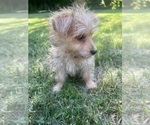 Small #11 Morkie