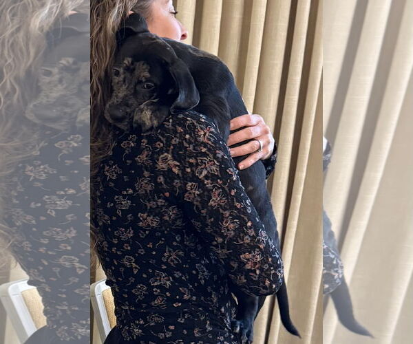 Medium Photo #7 Catahoula Leopard Dog-Unknown Mix Puppy For Sale in Sanford, FL, USA