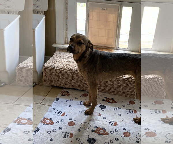Medium Photo #2 Mutt Puppy For Sale in Rural Hall, NC, USA
