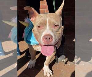 Mutt Dogs for adoption in Rockville, MD, USA