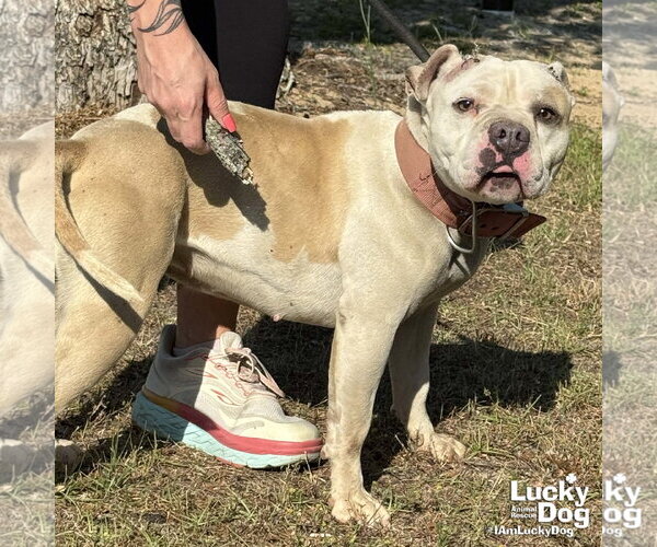 Medium Photo #2 Mutt Puppy For Sale in Washington, DC, USA