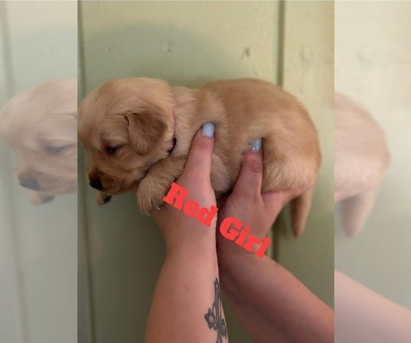 Medium Photo #5 Golden Retriever Puppy For Sale in NASHVILLE, TN, USA