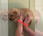 Small #4 Golden Retriever