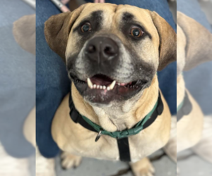 Mastiff-Unknown Mix Dogs for adoption in Brooklyn Center, MN, USA