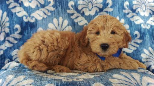 Medium Photo #4 Goldendoodle Puppy For Sale in EDEN, PA, USA