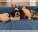 Small #1 Shih Tzu