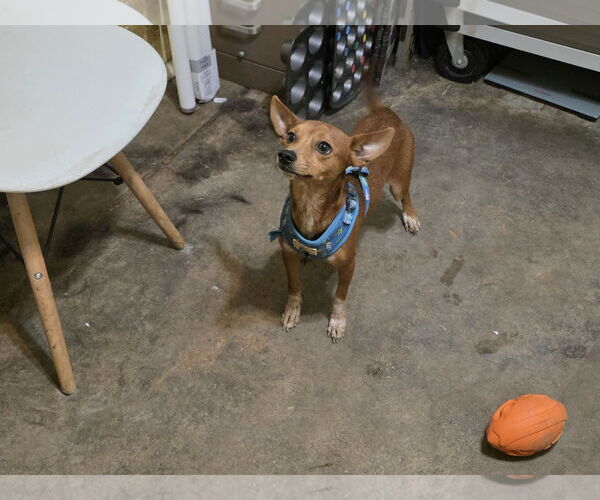 Medium Photo #28 Rat-Cha Puppy For Sale in Wakefield, RI, USA