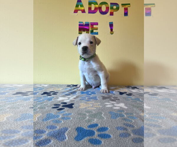 Medium Photo #1 Mutt Puppy For Sale in Crossville, AL, USA
