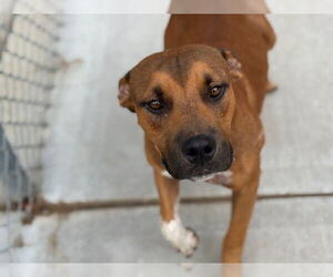 American Pit Bull Terrier-Unknown Mix Dogs for adoption in Tulsa, OK, USA
