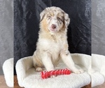Small #3 Australian Shepherd