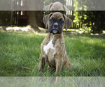 Small #5 Boxer