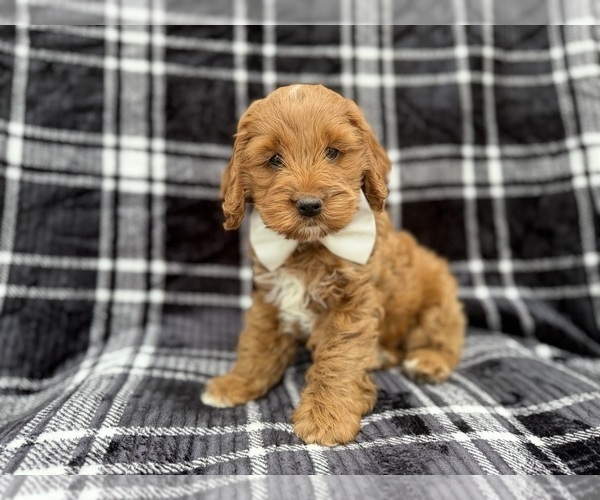 Medium Photo #7 Cock-A-Poo Puppy For Sale in LAKELAND, FL, USA