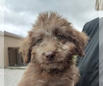 Small #1 Aussiedoodle