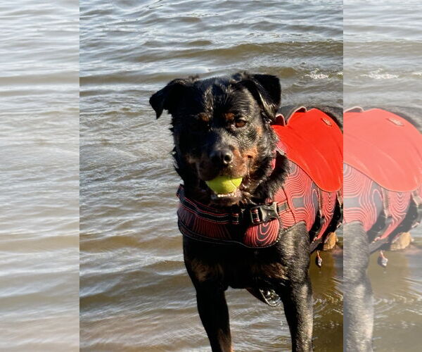 Medium Photo #2 Rottweiler Puppy For Sale in White Hall, AR, USA