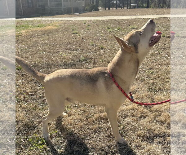 Medium Photo #2 Siberian Husky-Unknown Mix Puppy For Sale in Yardley, PA, USA