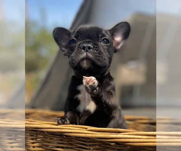 Medium Photo #4 French Bulldog Puppy For Sale in PORTERVILLE, CA, USA
