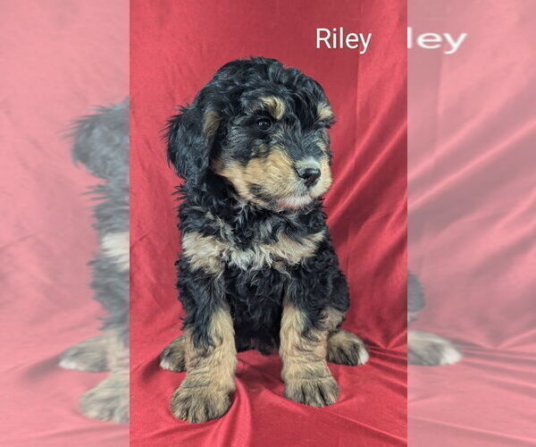 Medium Photo #3 Bernedoodle Puppy For Sale in CANON CITY, CO, USA