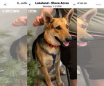 Small Photo #1 German Shepherd Dog Puppy For Sale in PLANT CITY, FL, USA