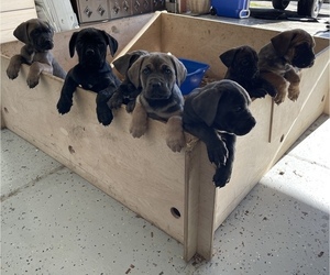Cane Corso Puppy for Sale in VACAVILLE, California USA