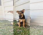 Small German Shepherd Dog Mix
