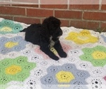 Small Photo #15 Springerdoodle Puppy For Sale in GADSDEN, AL, USA