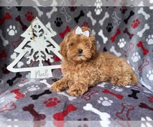 Cock-A-Poo Puppy for sale in LAKELAND, FL, USA