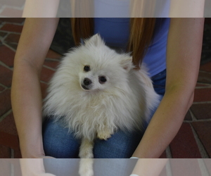 Pomeranian Puppy for Sale in DINWIDDIE, Virginia USA