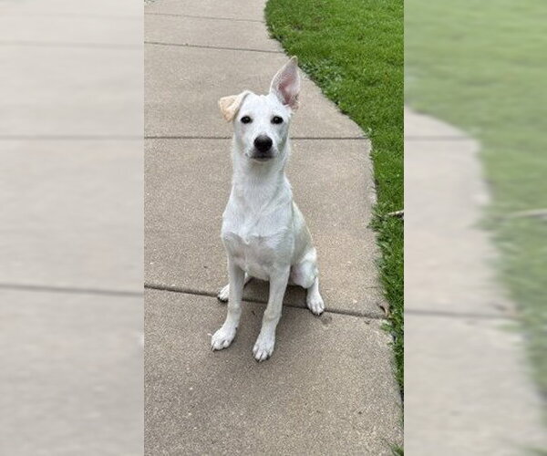 Medium Photo #2 Rat Terrier-Unknown Mix Puppy For Sale in Genesee, WI, USA