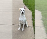 Small Photo #2 Rat Terrier-Unknown Mix Puppy For Sale in Genesee, WI, USA